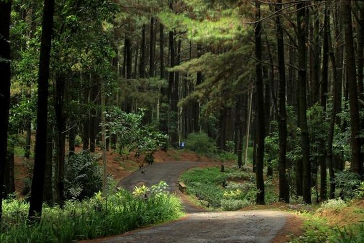 Wisata Hutan Pinus Sodong Lengkong